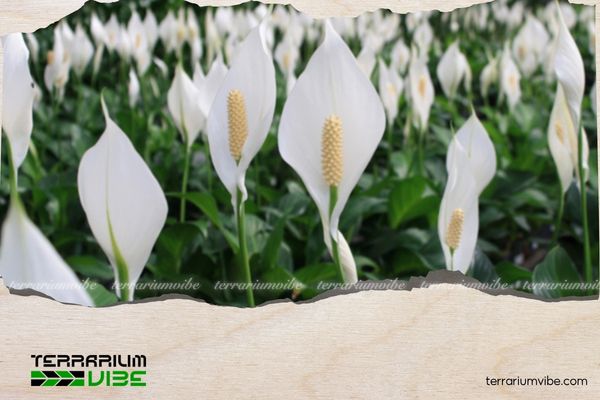 Mệnh Kim nên trồng cây gì trước nhà để hút tài lộc và may mắn? 3 Cây Lan Ý rát hợp với người mệnh Kim