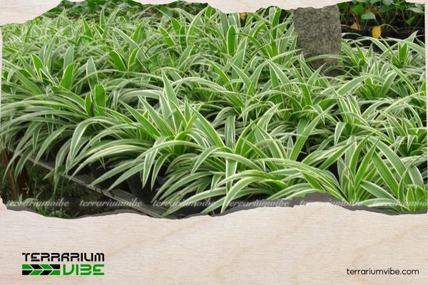 Mệnh Kim nên trồng cây gì trước nhà để hút tài lộc và may mắn? 4 Cây Lan Chi mang đến sự bình an, xua đuổi nguồn năng lượng tiêu cực