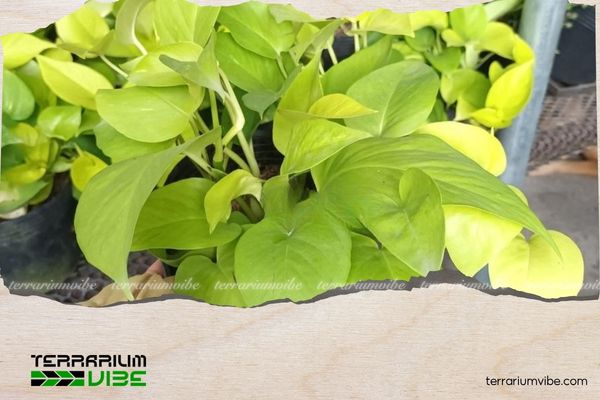 Mệnh Kim nên trồng cây gì trước nhà để hút tài lộc và may mắn? 5 Cây Trầu Bà Vàng tương sinh với mệnh Kim