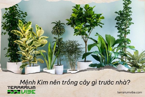 mệnh kim nên trồng cây gì trước nhà