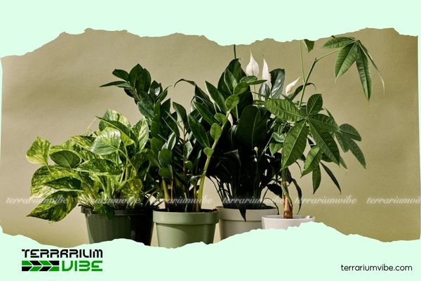 Mệnh Thổ hợp cây gì? Gợi ý cây phong thủy mang may mắn và tài lộc 2 Trồng cây phong thủy giúp mệnh Thổ cân bằng không gian sống, thu hút vận may
