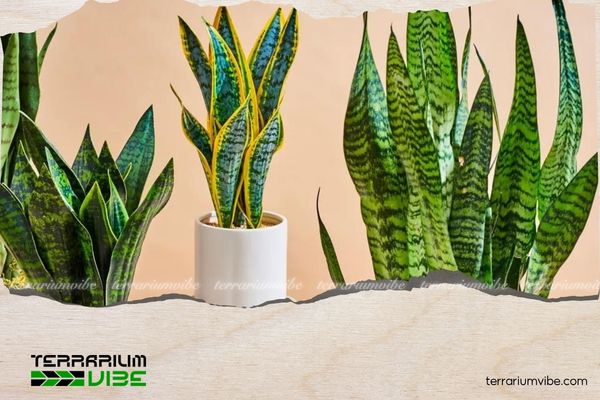 Mệnh Thổ hợp cây gì? Gợi ý cây phong thủy mang may mắn và tài lộc 3 Cây lưỡi hổ là lựa chọn tốt cho người mệnh Thổ trồng trong nhà