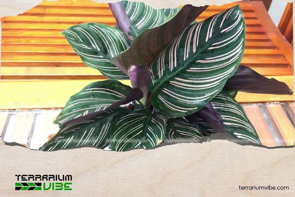 Mệnh Thổ hợp cây gì? Gợi ý cây phong thủy mang may mắn và tài lộc 5 Mệnh Thổ hợp cây gì? Chọn cây đuôi công tím để sự nghiệp hanh thông