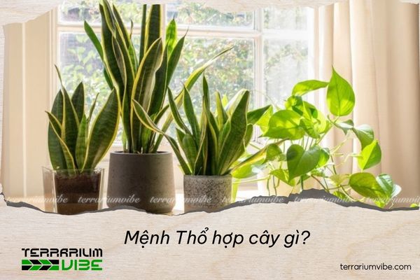 mệnh thổ hợp cây gì