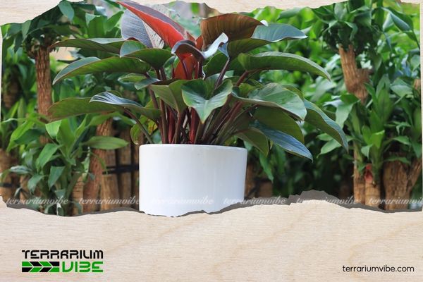 Mệnh Thổ trồng cây gì trước nhà để thu hút tài lộc, bình an? 3 Mệnh Thổ nên chọn cây dễ chăm sóc, tuổi thọ cao để trồng trước nhà