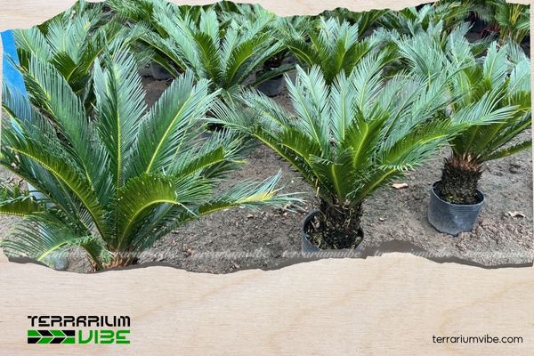 Mệnh Thổ trồng cây gì trước nhà để thu hút tài lộc, bình an? 4 Cây Vạn Tuế tượng trưng cho sự trường tồn hợp với mệnh Thổ
