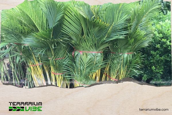 Mệnh Thổ trồng cây gì trước nhà để thu hút tài lộc, bình an? 5 Cây cau cảnh rất thích hợp trồng nếu gia chủ mệnh Thổ ở nhà phố
