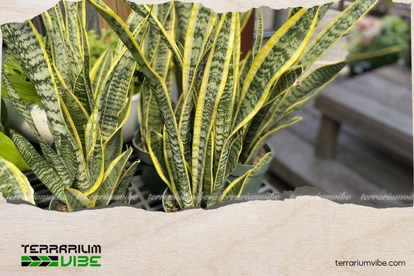 Mệnh Thổ trồng cây gì trước nhà để thu hút tài lộc, bình an? 6 Cây lưỡi hổ viền vàng giúp gia chủ mệnh Thổ xua đuổi tà khí