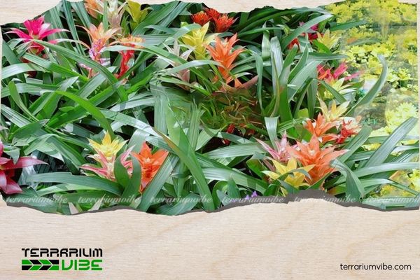 Mệnh Thổ trồng cây gì trước nhà để thu hút tài lộc, bình an? 7 Cây phong lộc hoa đem đến may mắn và sự phát đạt cho người mệnh Thổ