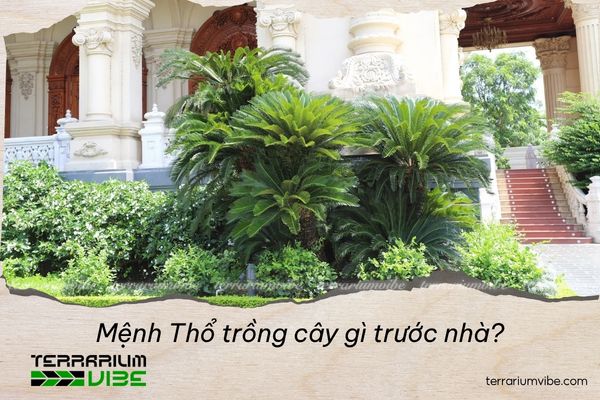 mệnh thổ trồng cây gì trước nhà