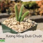 xương rồng đuôi chuột