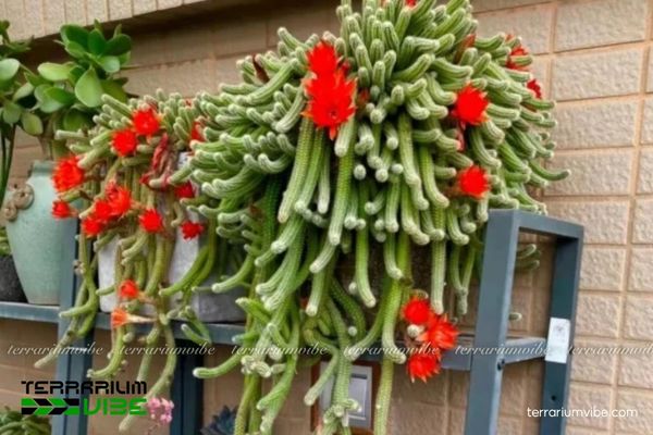 Xương Rồng Đuôi Chuột 4 Điều kiện môi trường chăm sóc cần thiết cho Xương Rồng Đuôi Chuột