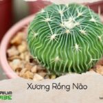Xương Rồng Não