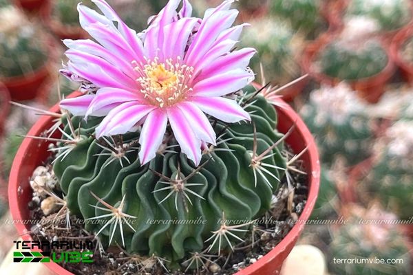 Xương Rồng Não 4 Cách trồng và chăm sóc Xương Rồng Não trong terrarium