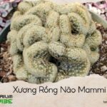 xương rồng não mammi