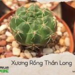 xương rồng thần long