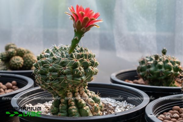 Xương Rồng Thần Long 2 Xương Rồng Thần Long ưa nắng mạnh, khí hậu khô và đất thoát nước tốt