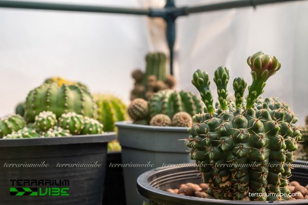Xương Rồng Thần Long 3 Xương Rồng Thần Long phù hợp terrarium khô hoặc bán cạn