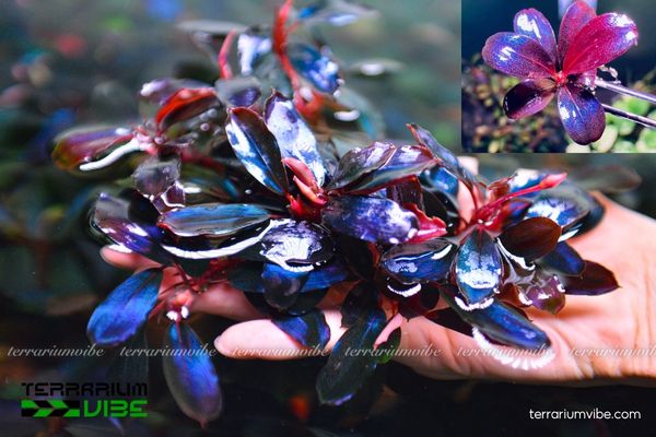 Bucep Huyền Vũ 1 Tìm hiểu thông tin sinh học cây Bucep Huyền Vũ