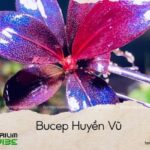 bucep huyền vũ