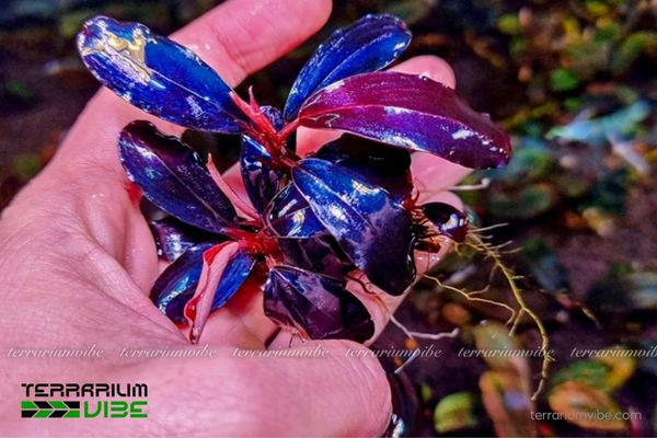 Bucep Huyền Vũ 2 Bucep Huyền Vũ có nguồn gốc từ đảo Borneo, sống tự nhiên ở suối rừng ẩm