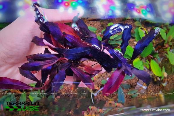 Bucep Huyền Vũ 3 Bucep Huyền Vũ sinh trưởng chậm, bám giá thể tốt