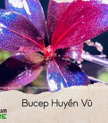 bucep huyền vũ