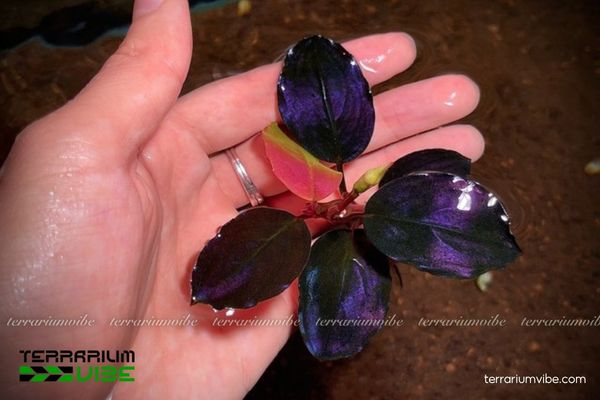 Bucep Huyền Vũ 4 Cách chăm sóc Bucep Huyền Vũ trong làm tiểu cảnh