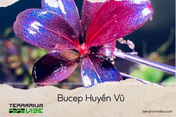 bucep-huyen-vu bucep huyền vũ