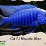 cá ali electric blue
