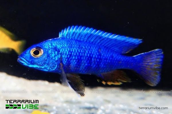 Cá Ali Electric Blue 2 Đặc điểm hình dáng và tập tính sống của cá Ali Electric Blue