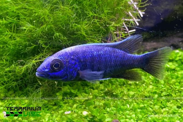 Cá Ali Electric Blue 3 Điều kiện môi trường cần thiết để nuôi cá Ali Electric Blue