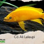 cá ali leleupi