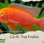 cá ali thái firefish