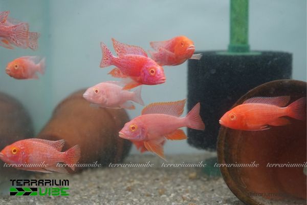 Cá Ali Thái Firefish 2 Đặc điểm hình dáng và tập tính sống của cá Ali Thái Firefish