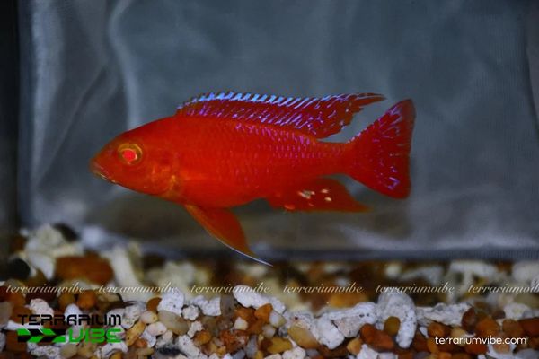 Cá Ali Thái Firefish 3 Điều kiện môi trường cần chăm sóc của cá Ali Thái Firefish