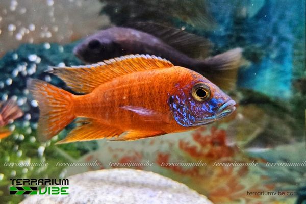 Cá Ali Thái Red Peacock 1 Tìm hiểu đặc điểm sinh học cá Ali Thái Red Peacock
