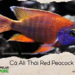 cá ali thái red peacock