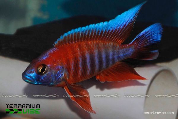 Cá Ali Thái Red Peacock 3 Điều kiện môi trường cần thiết để nuôi cá Ali Thái Red Peacock