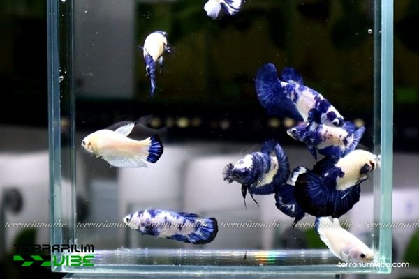 Cá Betta Bò Sữa 3 Cách nuôi cơ bản Betta Bò Sữa trong bể thủy sinh