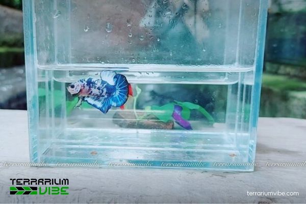 Cá Betta Bò Sữa 4 Cập nhật mức giá tham khảo Betta Bò Sữa hiện nay