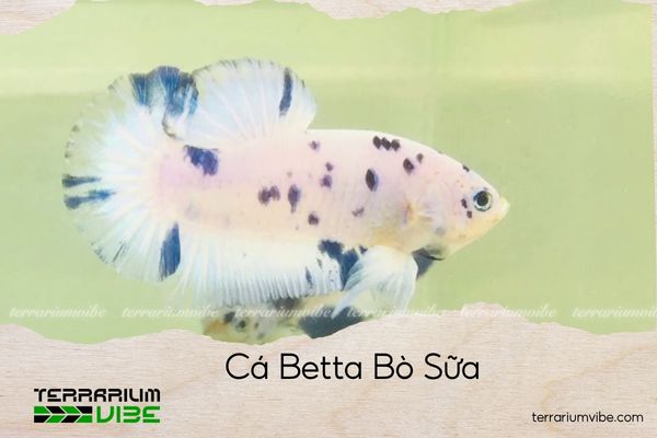 ca-betta-bo-sua cá betta bò sữa