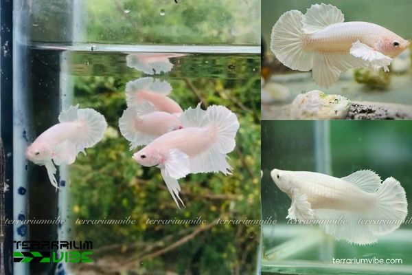 Cá Betta Dumbo White 3 Điều kiện môi trường sống cơ bản quan trọng để nuôi Betta Dumbo White