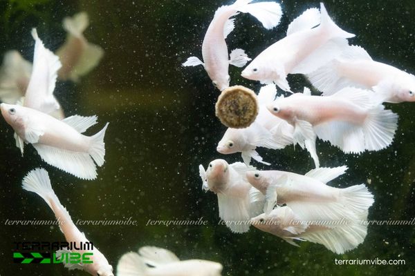 Cá Betta Dumbo White 4 Cập nhật mức giá tham khảo cá Betta Dumbo White hiện nay