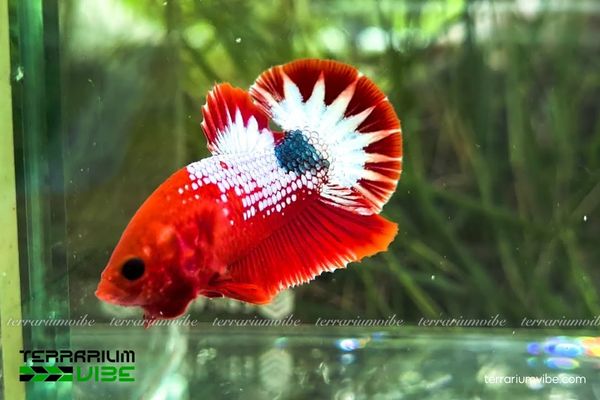 Cá Betta Fancy Copper 1 Tìm hiểu thông tin sinh học cơ bản của cá Betta Fancy Copper