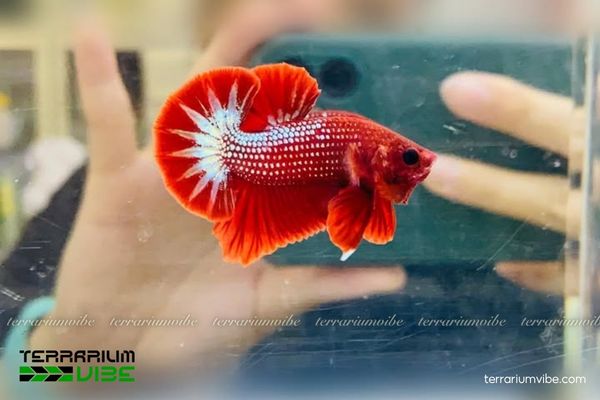 Cá Betta Fancy Copper 4 Cập nhật mức giá hiện nay của cá Betta Fancy Copper