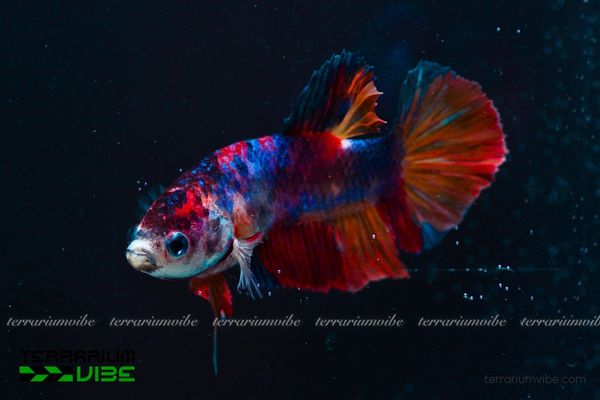 Cá Betta Galaxy 1 Tìm hiểu thông tin sinh học của cá Betta Galaxy
