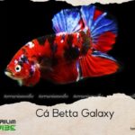 cá betta galaxy