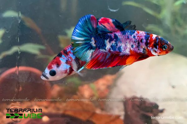 Cá Betta Galaxy 3 Điều kiện môi trường chăm sóc cá cần thiết cá Betta Galaxy