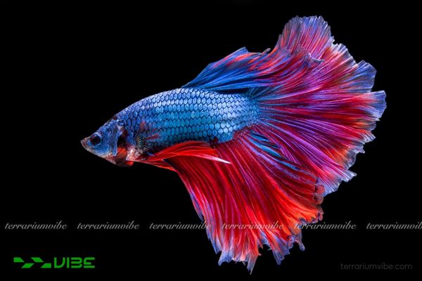 Cá Betta Halfmoon 1 Tìm hiểu đặc điểm sinh học tổng quan của Cá Betta Halfmoon